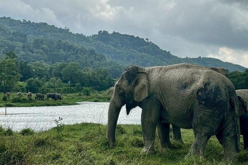 Un elefante cerca de una masa de agua con una colina boscosa al fondo. 3