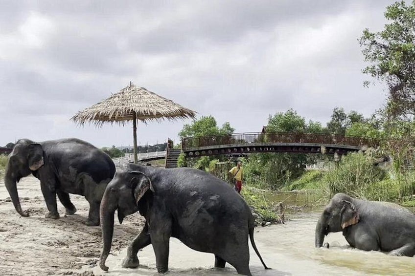 Olifanten in de buurt van een brug, een rieten parasol en een persoon op de achtergrond. 2