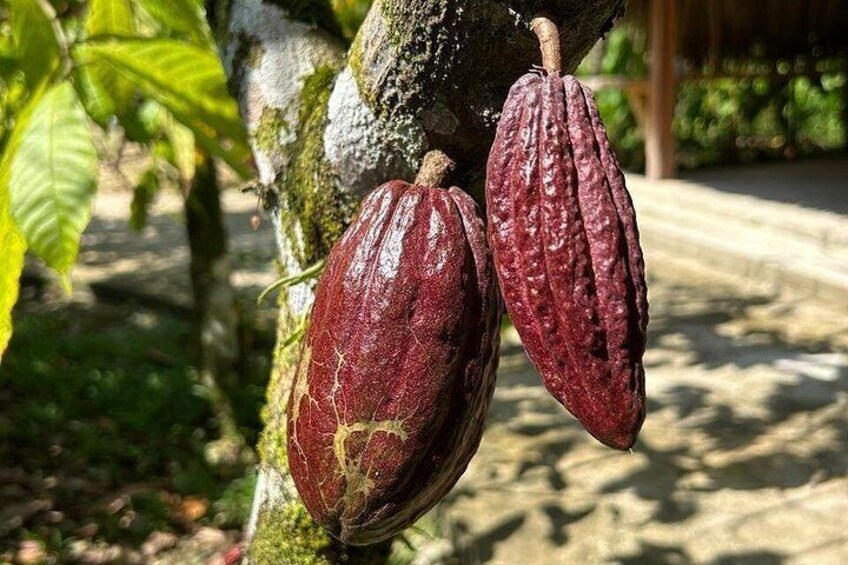 Nim Li Punit + Chocolate + Waterfall Experience from Placencia 3