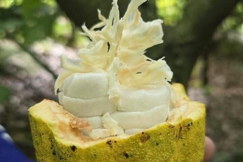 Nim Li Punit + Chocolate + Waterfall Experience from Placencia 2