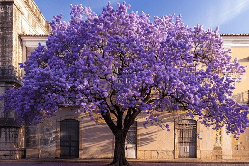 Lisbon Tuk Tuk City Tour: Old Town Highlights with Hotel Pickup 2