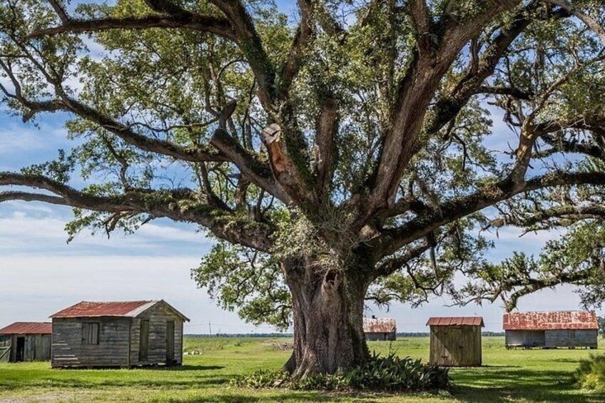 Un grand arbre, avec un bâtiment à l’aspect rustique au premier plan et un autre au loin. 2