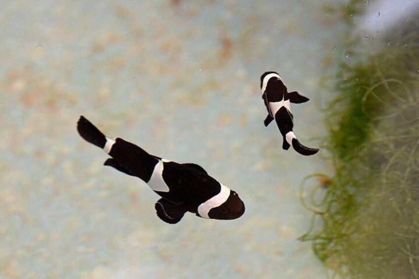 Unique Black and White Clown Fish 4