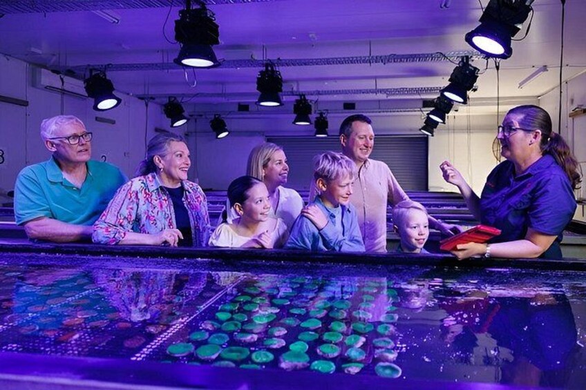One Hour Coral Farm Tour, Discover Australia's Marine Life 4