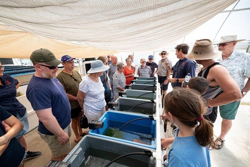 Visit the Greenhouse to learn about our Clown Fish Breeding Program 5