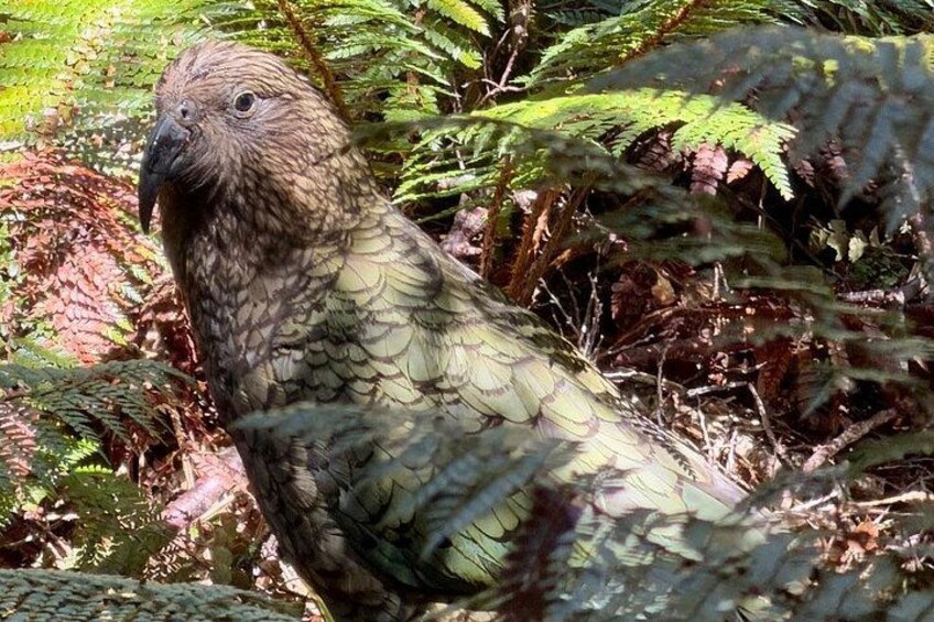 Un pájaro con plumas marrones y blancas en un área boscosa con helechos y follaje. 4