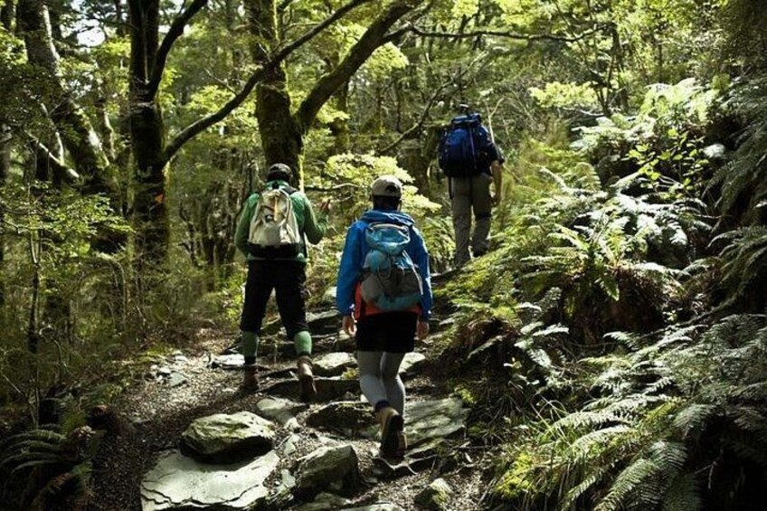 Rob Roy Glacier Guided Walk 2