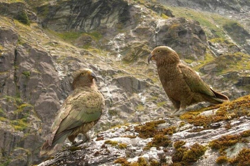 Dos pájaros posados sobre un afloramiento rocoso con montañas al fondo. 5