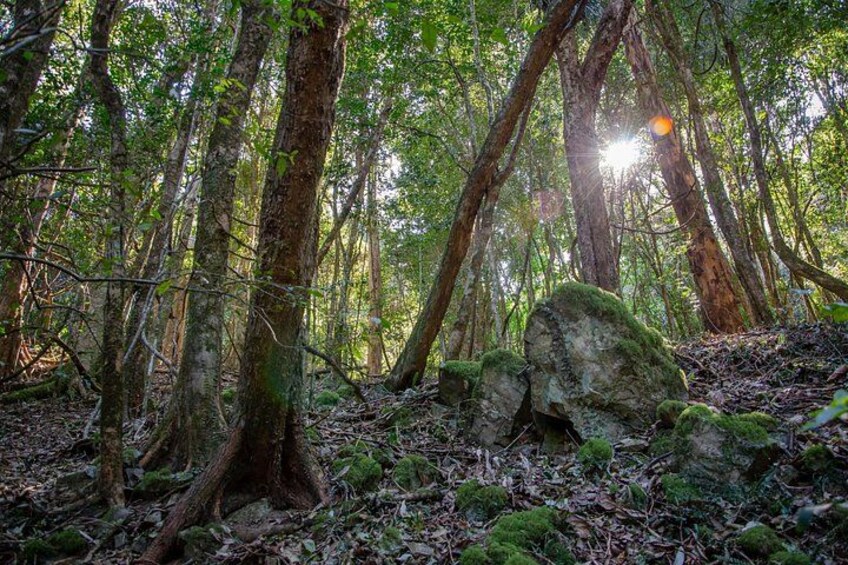 Copeland Tops National Park: Mountain Maid Gold Mine Tour 2