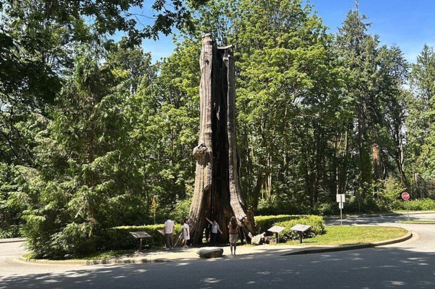Hollow Tree, Stanley Park 4