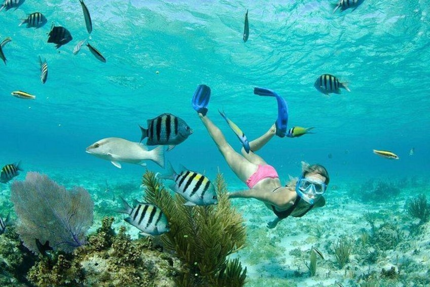 En person som snorklar under vattnet, omgiven av olika sorters fiskar. 3