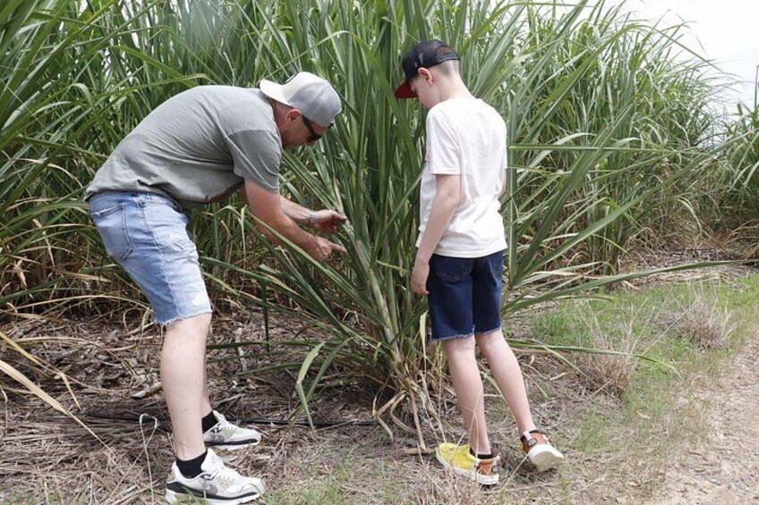 Prosperity farm distillery is community prosperity with its sustainable approach to sugarcane farming. 3