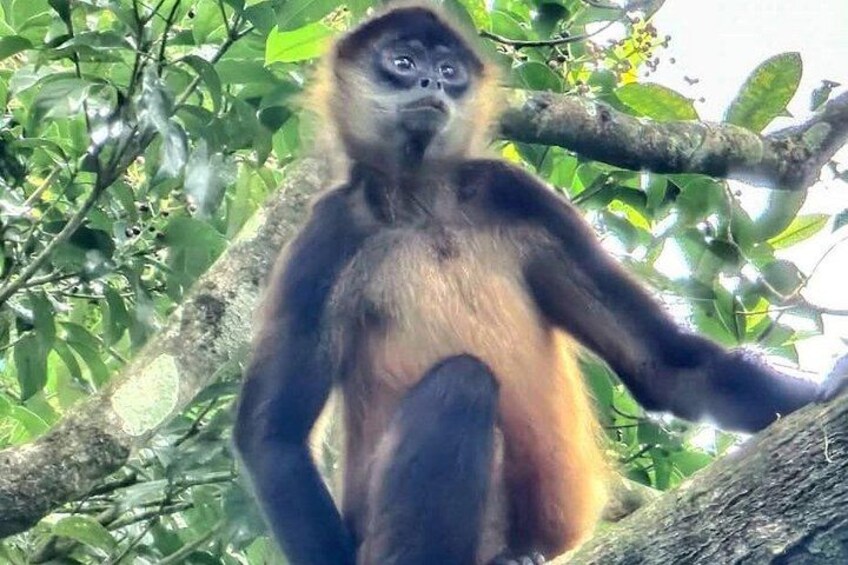 Waterfall Tour and Sloths at the JW Marriott Costa Elena Resort 2