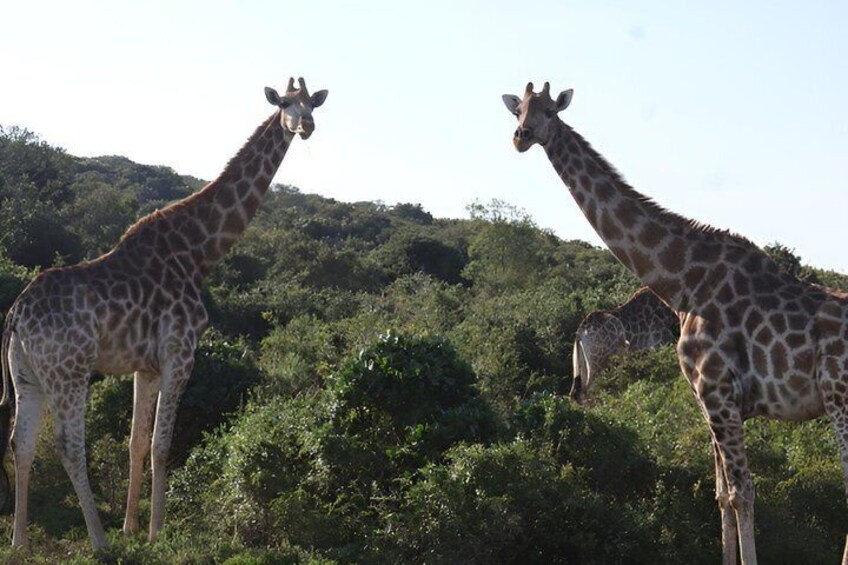 2 Day Schotia Safari Tour in Port Elizabeth 3