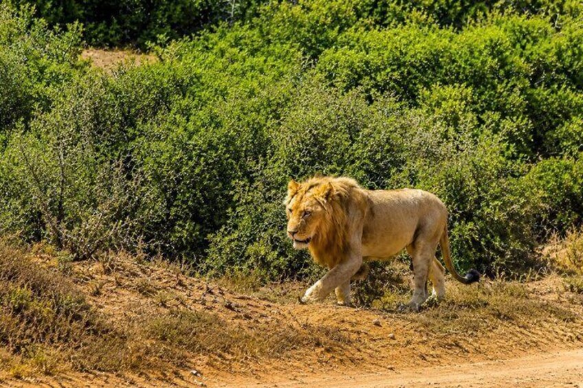 2 Day Schotia Safari Tour in Port Elizabeth 4