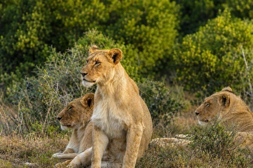 2 Day Schotia Safari Tour in Port Elizabeth 2