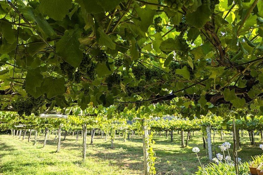 All Inclusive Private Day Trip Galicia Wine and Sightseeing Tour 1