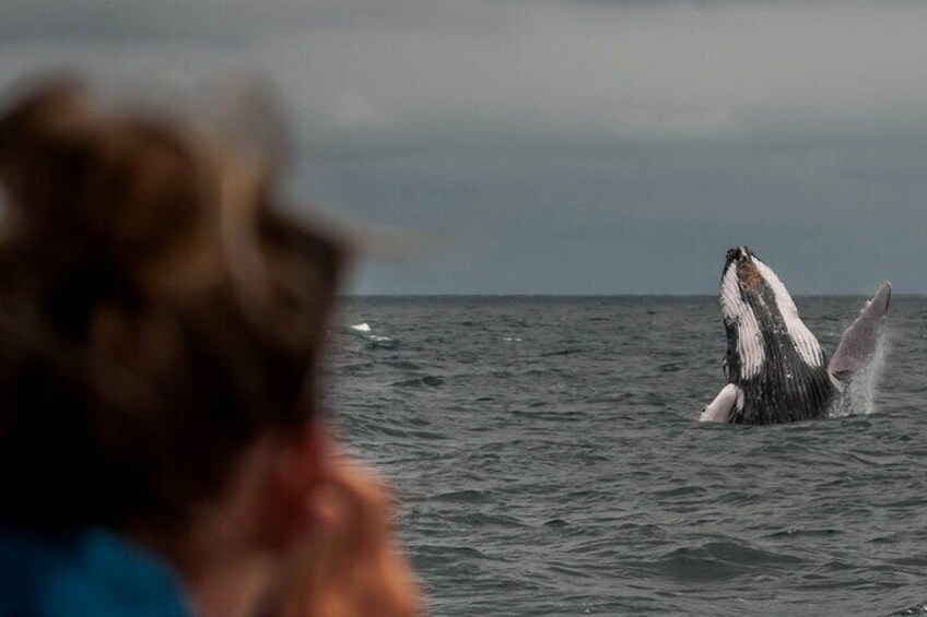 A whale breaching the ocean surface. 3