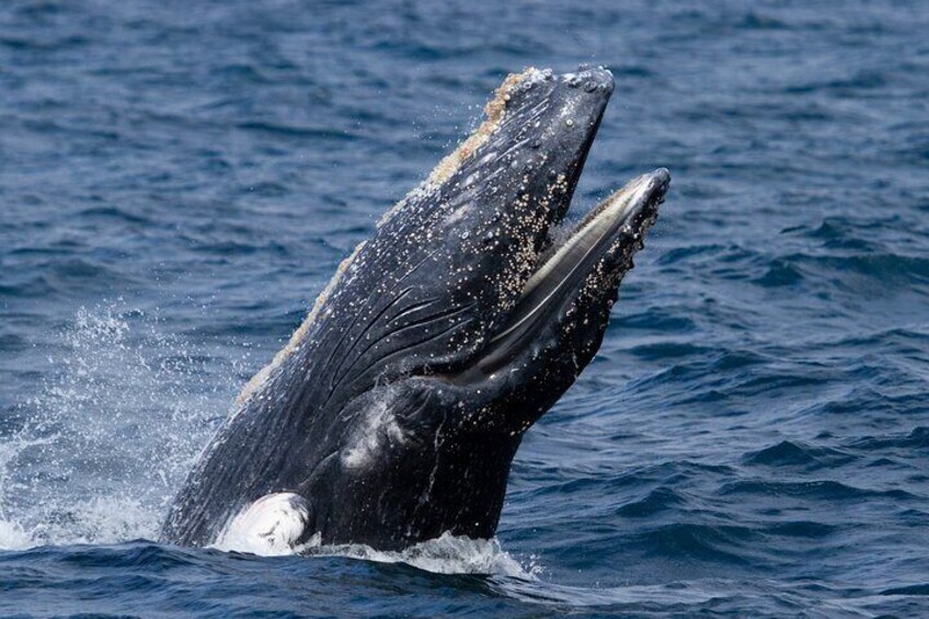 A whale breaching with water splashing around its head. 2