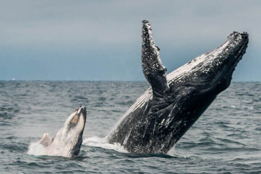 A whale breaching with its mouth wide open, revealing its throat. 1