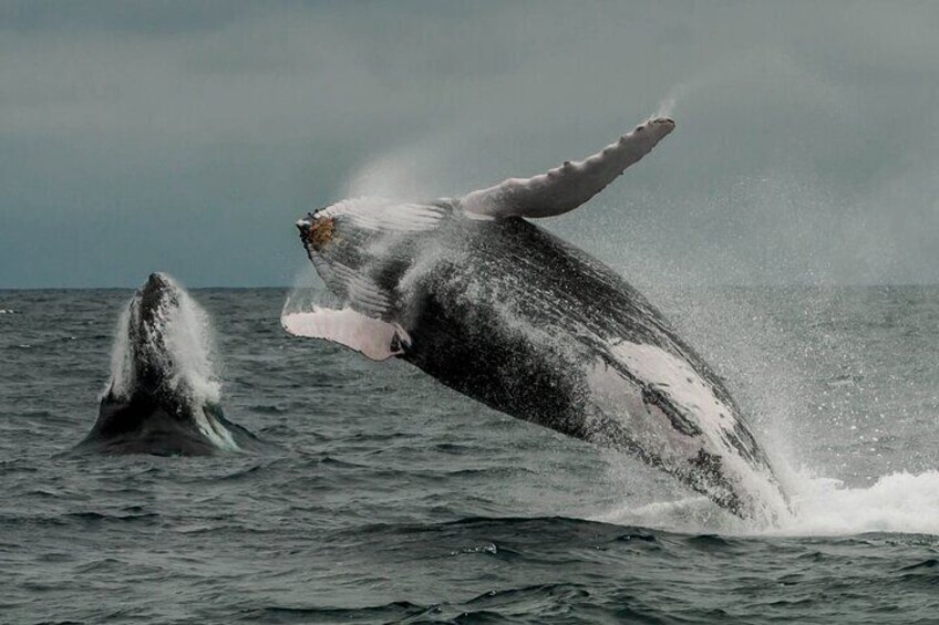 A whale breaching with its mouth open, creating a splash in the ocean. 4