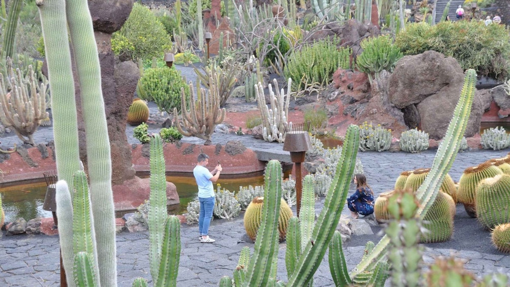 Picture 4 for Activity North Lanzarote: The Work of César Manrique 4