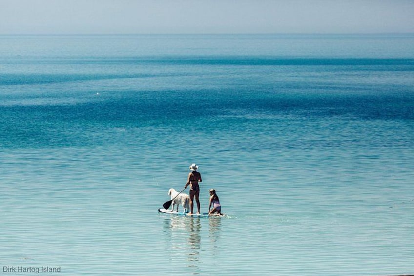 En person med en hund på en surfbräda i lugnt havsvatten. 2
