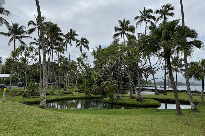 A tropical landscape with palm trees, a pond, and a body of water in the background. 3