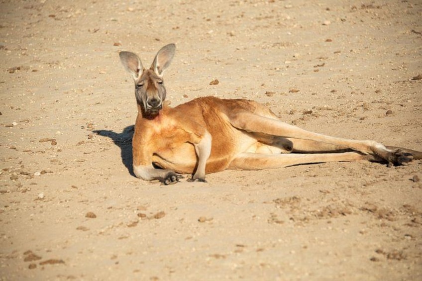 Kangaroo Interaction Wine Tasting Tour 1