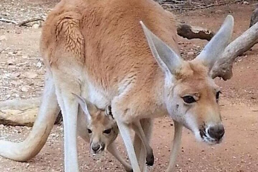 Kangaroo Interaction Wine Tasting Tour 2