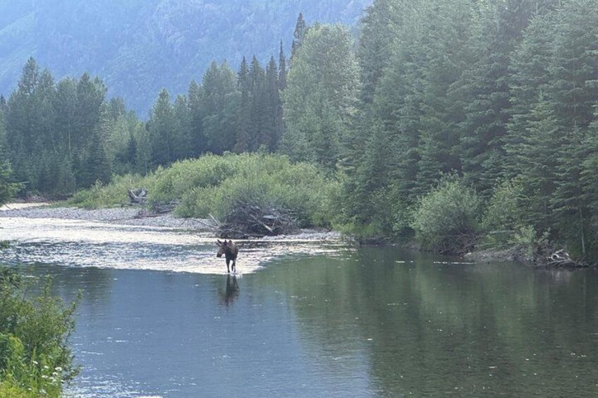 A river with a horse standing in the water, surrounded by dense forest and mountains in the background. 3