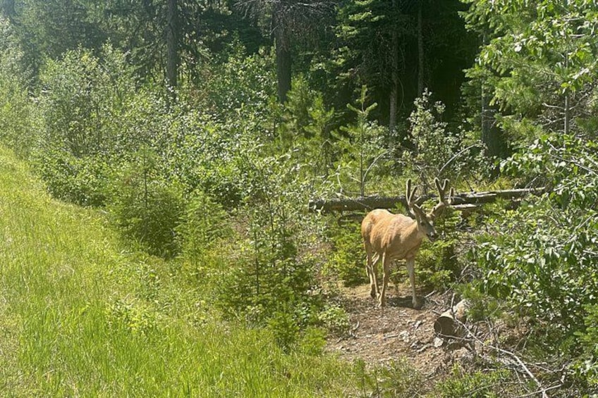 A deer in a forested area with dense greenery and trees. 3