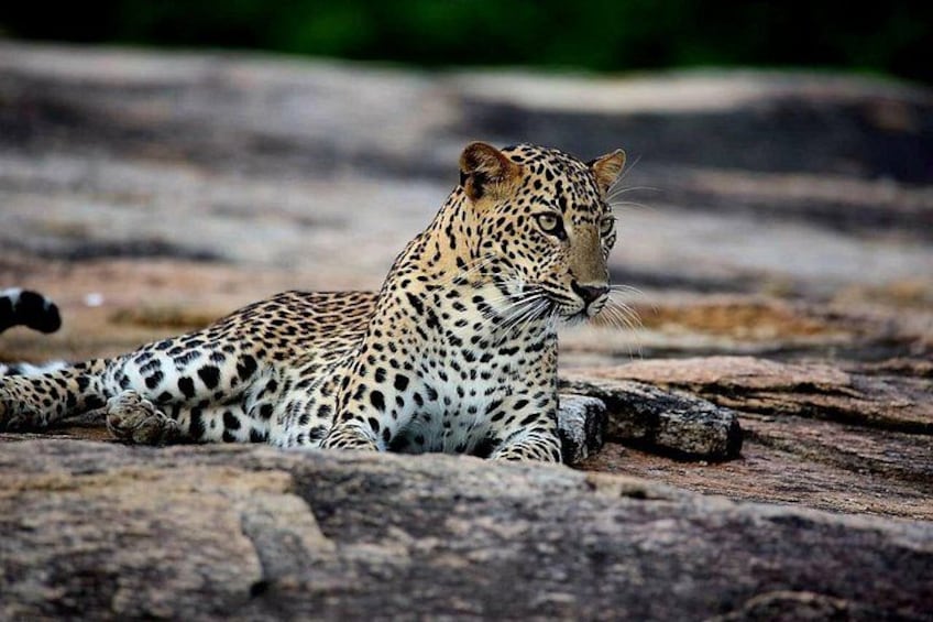 A leopard lying on a rocky surface. 1