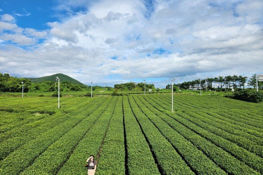 A vast tea plantation with rows of tea plants under a partly cloudy sky. 2