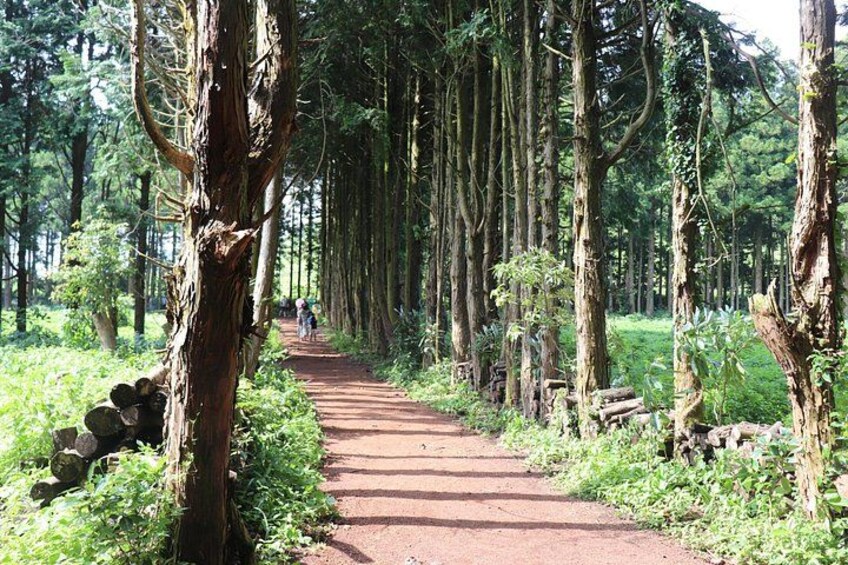 Un sendero arbolado con árboles altos y un camino de tierra. 3
