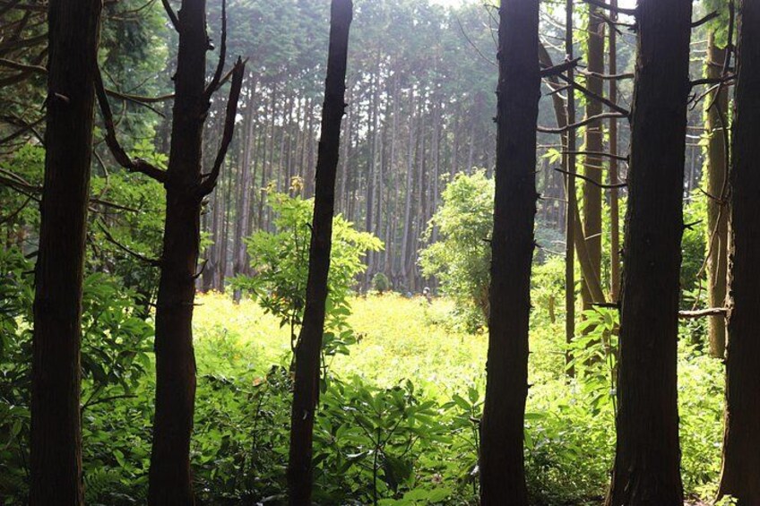 Un bosque denso con árboles altos y un claro cubierto de hierba. 4