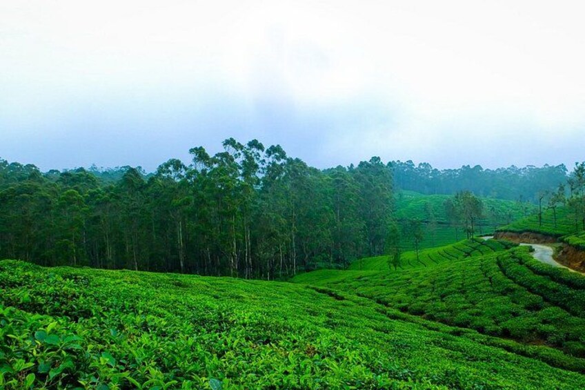 A lush green tea plantation with terraced fields and a dense forest in the background. 2