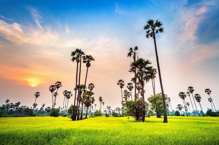 A field of tall palm trees under a sunset sky. 2