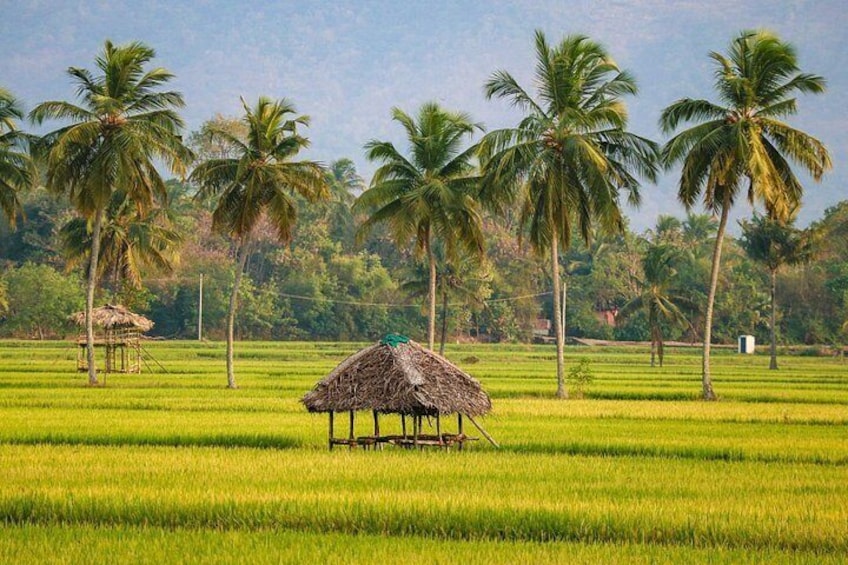 A lush green rice field with a thatched-roof structure in the center. 2