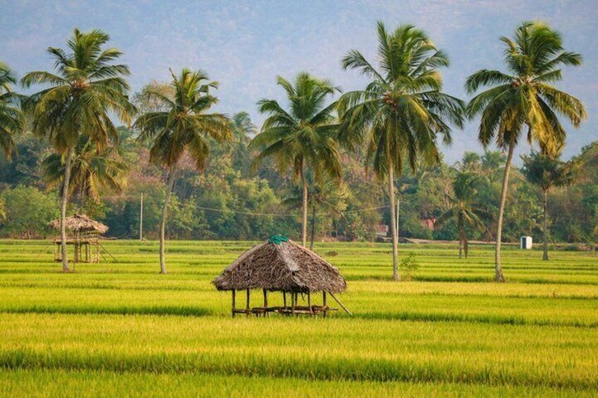 Solo traveller Kerala 6 Day Tour Munnar Thekkady Alleppey Kovalam 3
