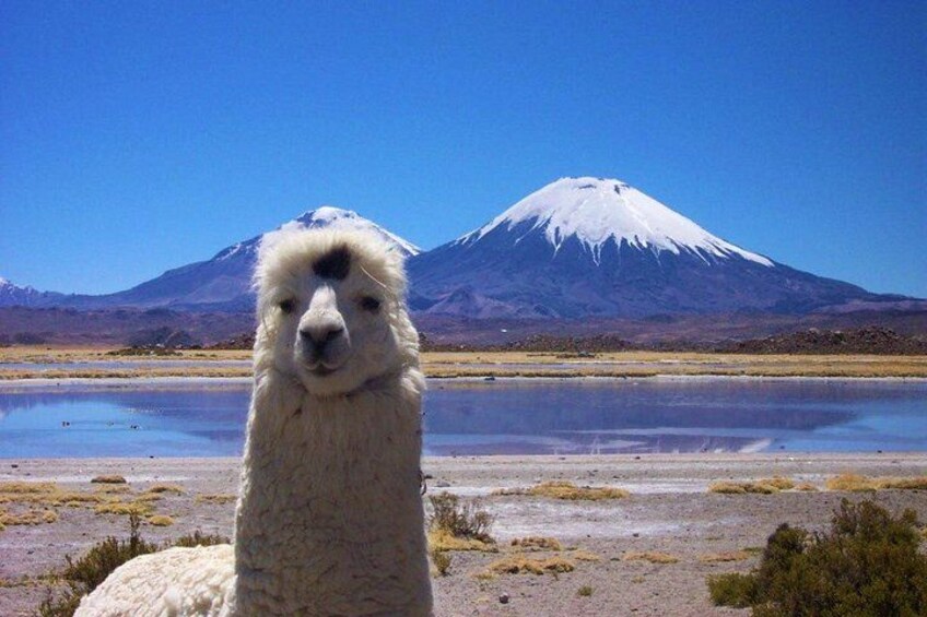 Una llama en un paisaje natural con una montaña nevada al fondo. 3
