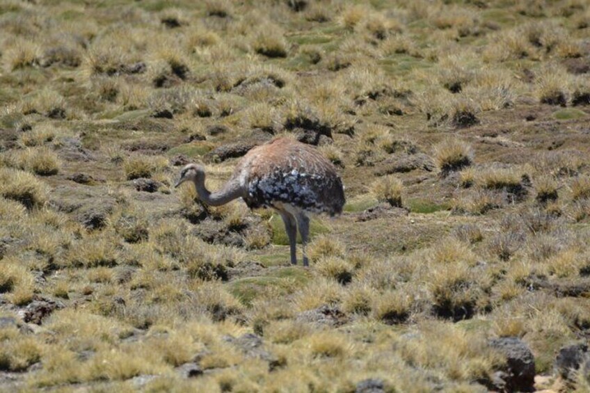 Un pájaro caminando sobre un campo de hierba. 2