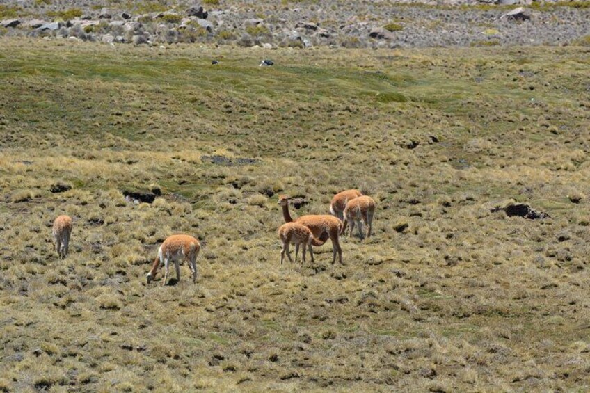 Un grupo de antílopes pastando en una ladera cubierta de hierba. 3