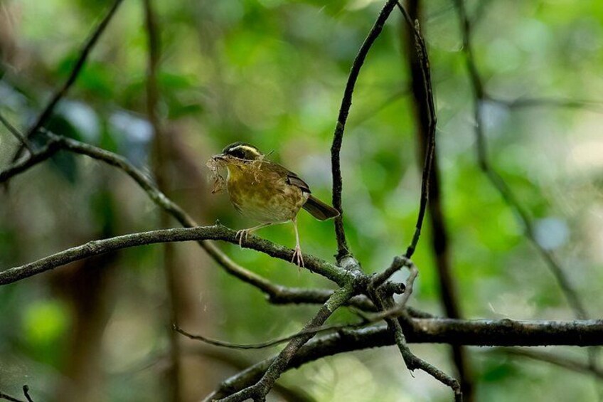 A bird perched on a branch in a forest. 3