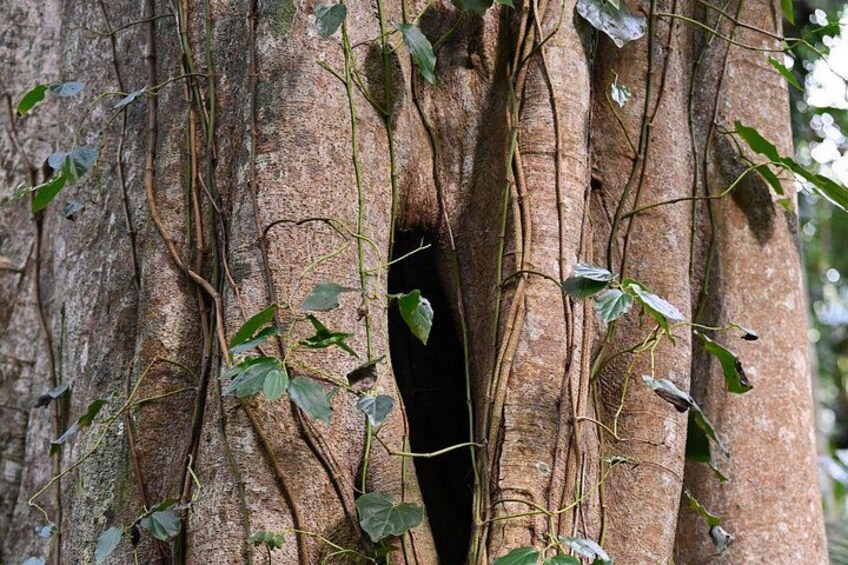 A tree trunk with a hollow and vines growing around it. 2