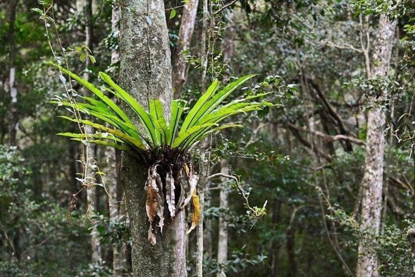 Un árbol con una planta verde brotando de su base. 3