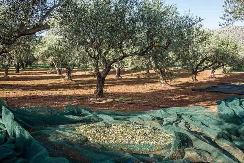 Katakolon:Olympia Guided Tour,Olive Grove & Greek Cooking Class 2