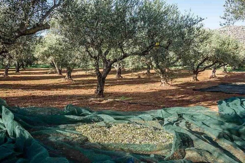 Katakolon:Olympia Guided Tour,Olive Grove & Greek Cooking Class 2