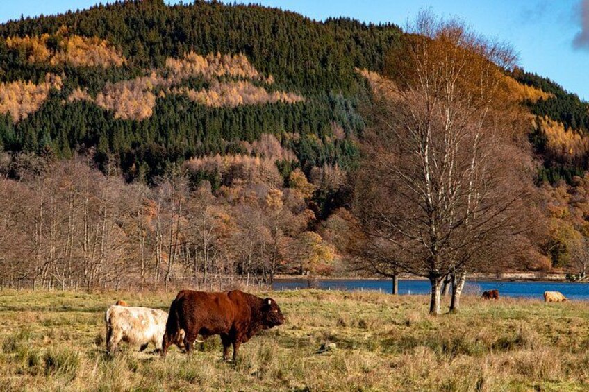 Highland Cow 3