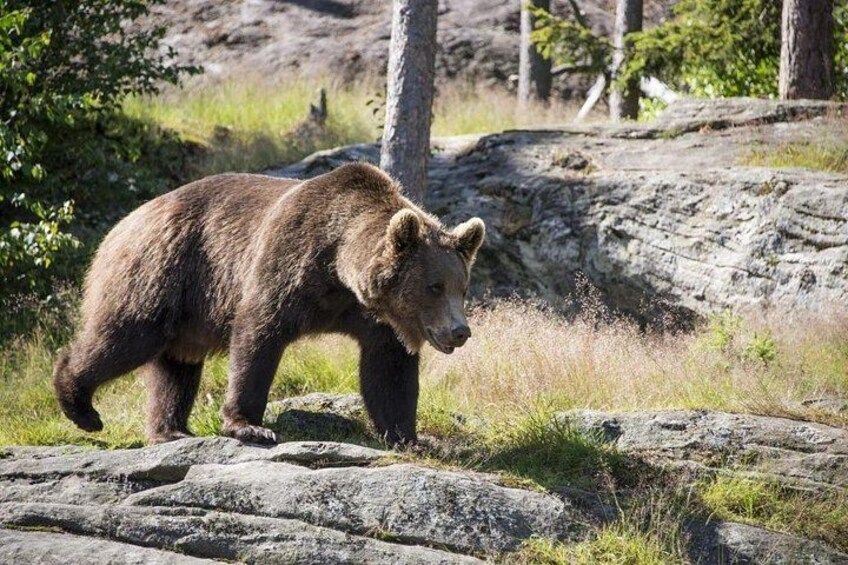 Cycling Bear Watching Tour in High Tatras from Podbanske Slovakia 1